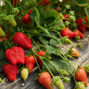 Strawberry: Strawberry - 12CM