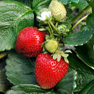 Strawberry: Strawberry - 9CM