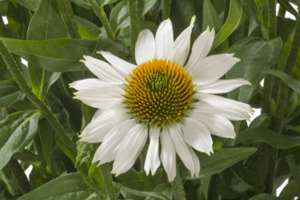 Echinacea Moodz Glory 1.5L