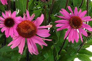 Echinaceas Rudbeckias: Echinacea Moodz Courage - 1.5L