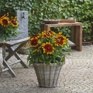 Echinaceas Rudbeckias: Rudbeckia Sunbeckia Mia - 3.5L