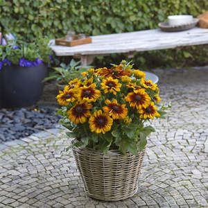 Rudbeckia Sunbeckia Luna - 3.5L