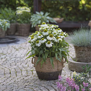 Echinacea SunMagic Vintage White - 1.5L