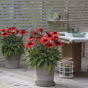 Echinaceas Rudbeckias: Echinacea SunMagic Vintage Orange - 1.5L