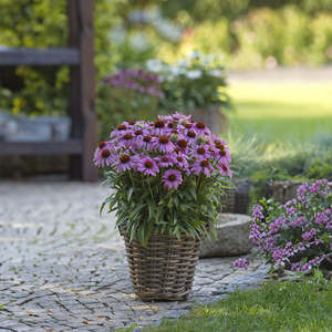 Echinaceas Rudbeckias: Echinacea SunMagic Vintage Lavender - 1.5L