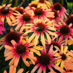 Echinaceas Rudbeckias: Echinacea Sunseeker Tequila Sunrise - 14CM