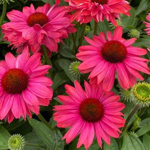 Echinaceas Rudbeckias: Echinacea Sunseeker Magenta - 1.5L