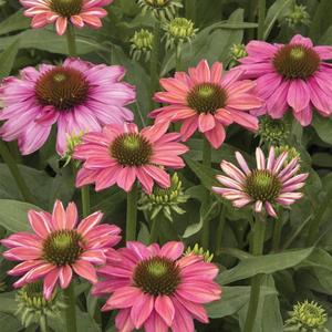 Echinaceas Rudbeckias: Echinacea Evolution Colourific - 1.5L