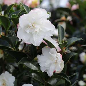 Camellia 3 3l: Camellia Silver Dollar - 3.3L