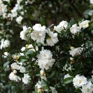 Camellia 3 3l: Camellia Mine No Yuki - 3.3L