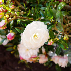 Camellia 3 3l: Camellia Early Pearly - 3.3L