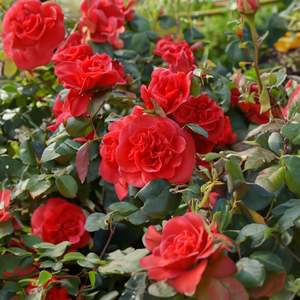 Camellia 3 3l: Camellia Curly Lady - 3.3L