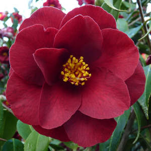 Camellias: Camellia Royal Velvet