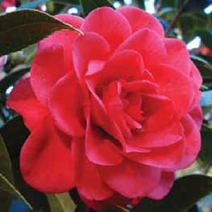 Camellias: Camellia Roma Red