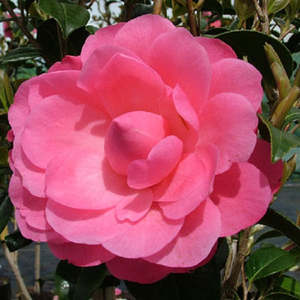 Camellias: Camellia Waterlily