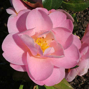 Camellias: Camellia Nicky Crisp