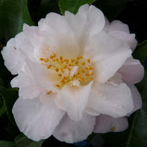 Camellias: Camellia High Fragrance