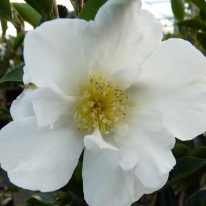 Camellias: Camellia Setsugekka - 4.7L