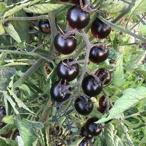 Tomato Midnight Blush - 17CM