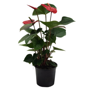 Anthurium Bugatti RED