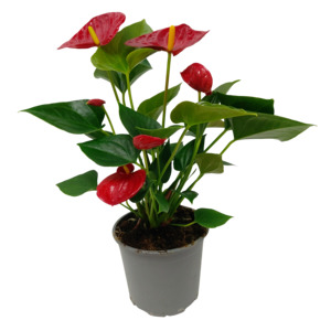 Anthurium Andreanum - 12CM