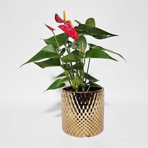 ANTHURIUM RED 9CM BRONZE POT