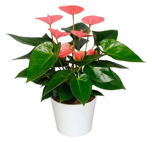 Anthurium In Ceramic Pot - 9CM