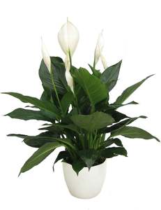 Spathiphyllum Romano - 14CM