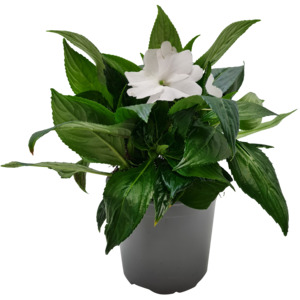 Impatiens Tropical White - 13CM