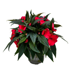 Impatiens Tropical - 17CM
