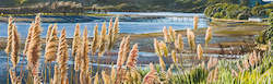 Pampas and Footbridge