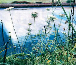 Wild Carrot, Pokohui Estuary