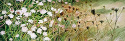 Wild Carrot Transformation