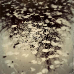 Reflection
