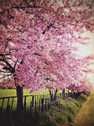 Stuart Mackenzie Buildings: Cherry Tree II
