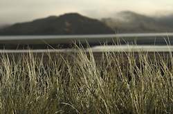 Autumn Mist, Raglan Harbour