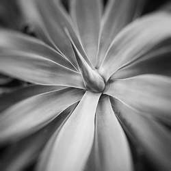 Stuart Mackenzie Buildings: Agave
