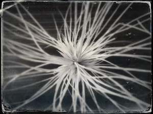 Spinifex