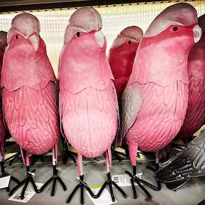 Current Print Editions: K-Mart Parrots
