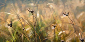 Painting Reproduction: Sunlit Grasses
