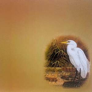 Art Scrapbooking Card: Scrapbook Cardstock - NZ Birds Kotuku
