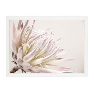 Floral: ISLA PROTEA PRINT