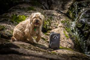 Puppy or Pet Dog First Aid Kit