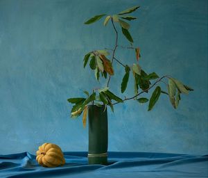 Billie Culy: Acorn Squash