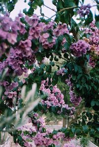 Holiday Bourgenvillia