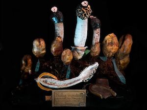 Phantasma 2011: Phallus impudius, Molinet, 1858 2011