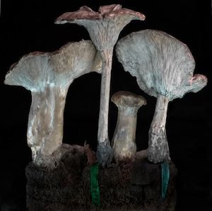 Phantasma 2011: Clitocybe geotropa (back) 2011