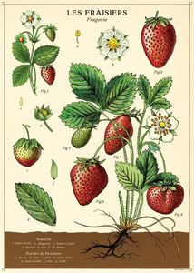 Posters: Poster - Strawberries