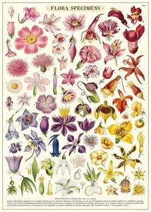 Posters: Poster - Flora Specimens