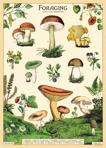 Posters: Poster - Foraging